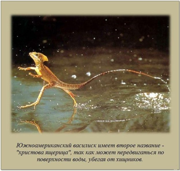 ����� ��� ���� �� �����