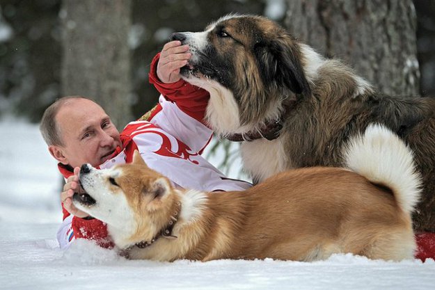Собаки Путина порвали интернет