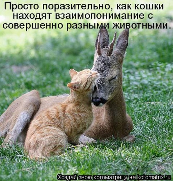 ������ ����������� ������