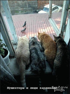 Фотоприколы
