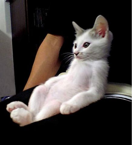 Коты фото Коты фото