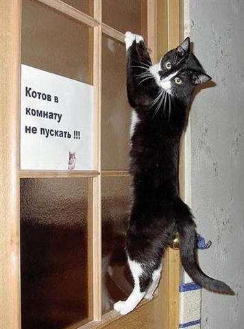 Коты фото Коты фото