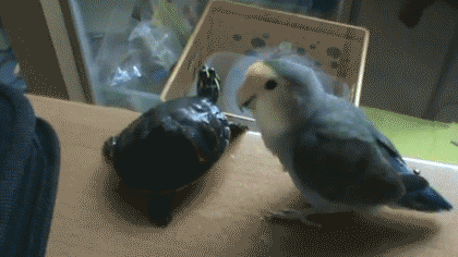 http://bm.img.com.ua/img/prikol/images/large/2/2/228522.gif