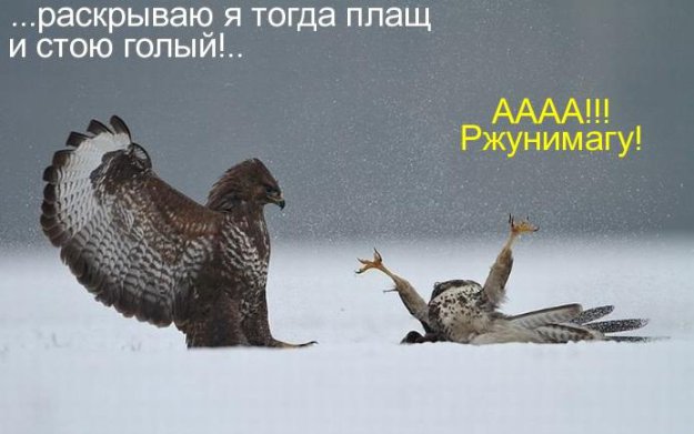 Размещенное изображение