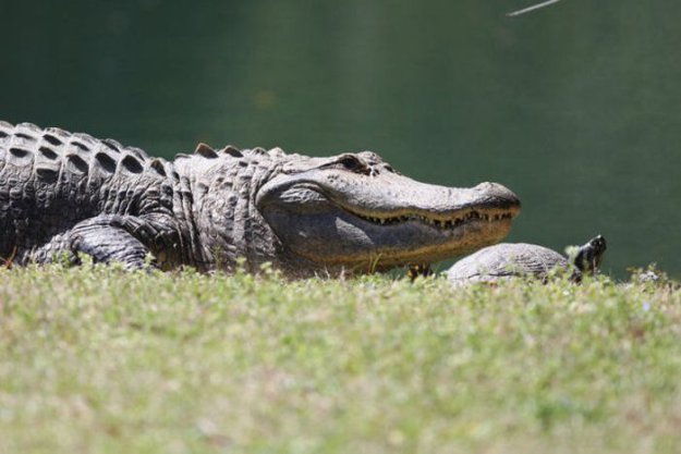 Лучший друг крокодила