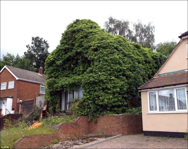 ���� �������� �������, ��������� ����