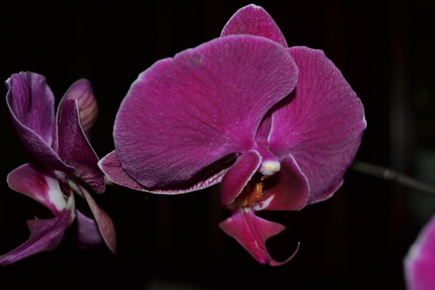 Орхидеи - символ неги и изящества