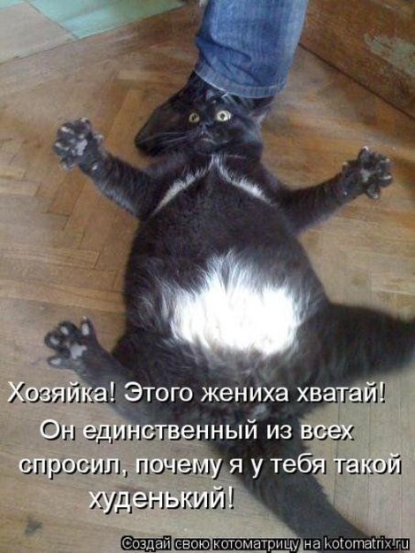 Котоматриця!)))) - Страница 10 228572_523916