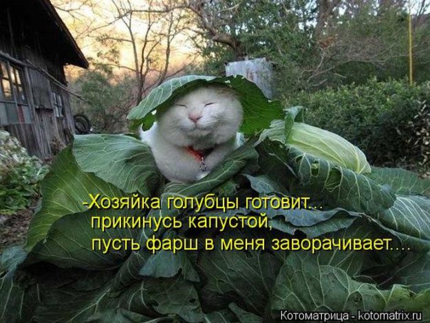 Котоматриця!)))) - Страница 10 228982_525418