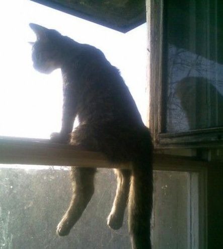 Русский кот сидит на окне в России, а тем временем...