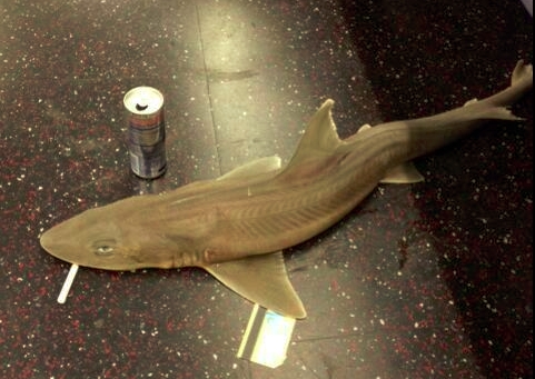 Пьяная акула в метро Нью-Йорка