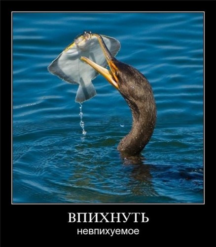 Фотоподборка приколов