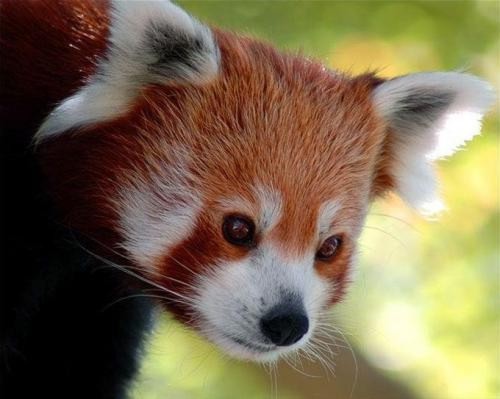 Красная панда - очень милое и редкое животное!