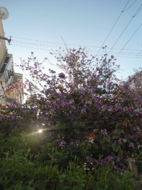 Цветы города Бат ям.Красота весны.