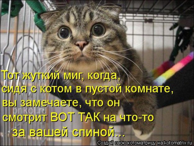 Котоматриця!)))) - Страница 10 234123_538967