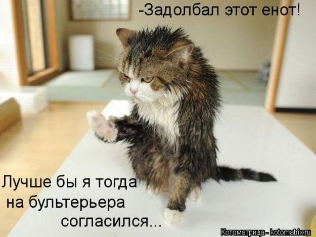 Котоматриця!)))) - Страница 10 234123_538976