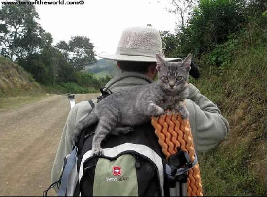 Кот - путешественник