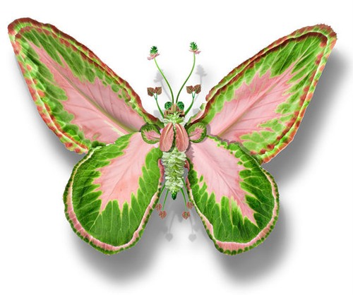 ������� �� ������� ������ Tcherevkoff