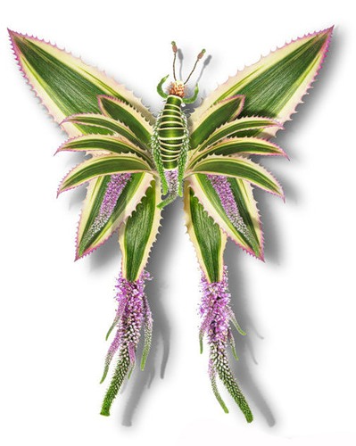 ������� �� ������� ������ Tcherevkoff