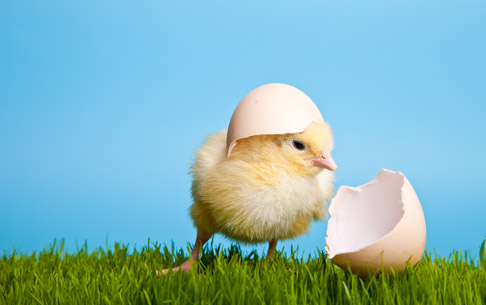 Чем занимаются птенцы в яйцах