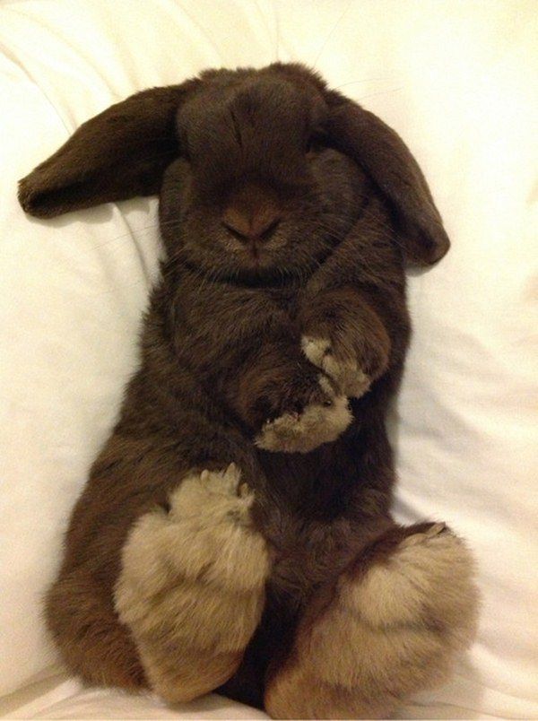 Спящие кролики =)