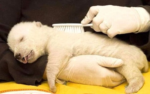 ����������, �� ������� ���������� �������� ����������