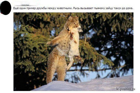 Картинка дня