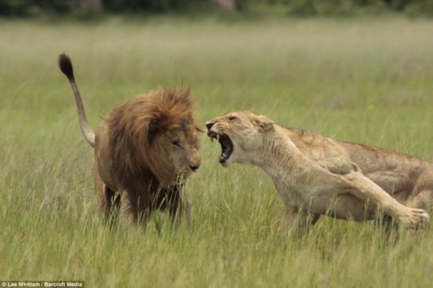 ������ ����� �� �����