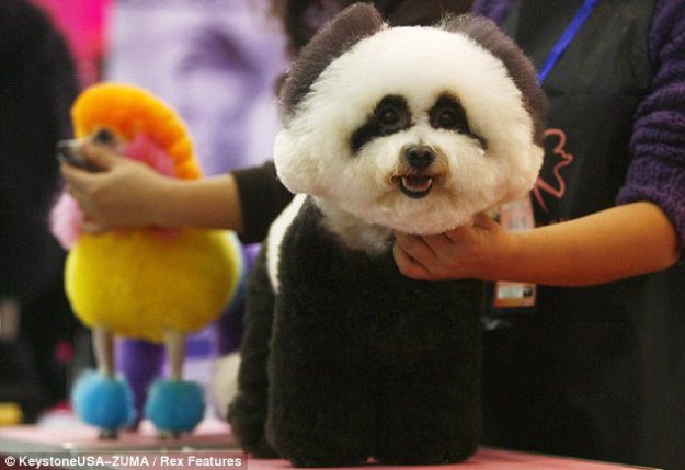 Собаки-панды и собаки - тигры: Новая китайская мода