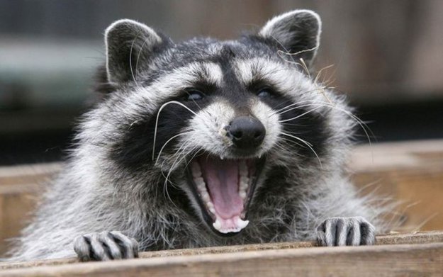 �������� ��������