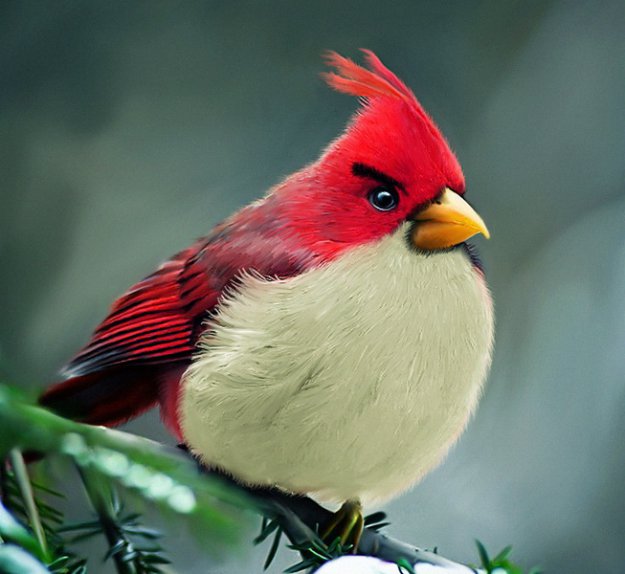  Angry Birds