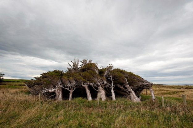 Наклонные деревья в Новой Зеландии