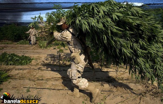Уничтожили плантацию 120-гектаров марихуаны в Мексике