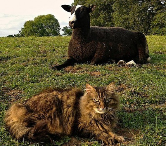 В Ирландии живет кот-пастух