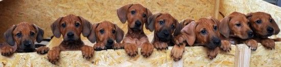 В Германии собака родила 17 щенков