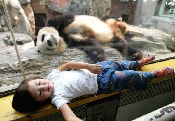 Тихий час в Пекинском зоопарке. Спит и панда и маленькая девочка, посетительница зоопарка.