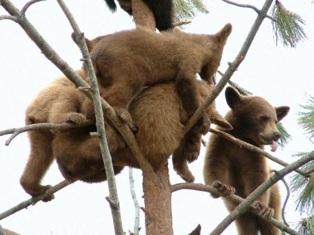 Смешные медвежата на дереве