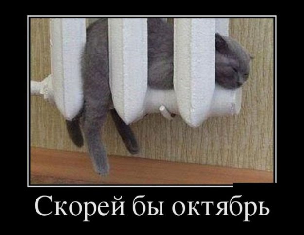 Картинка дня