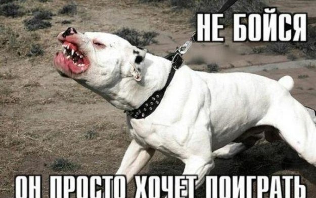 ������ ����