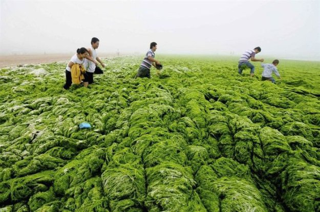 Огромное колличество зеленых водорослей заблокировали пляжи Китая