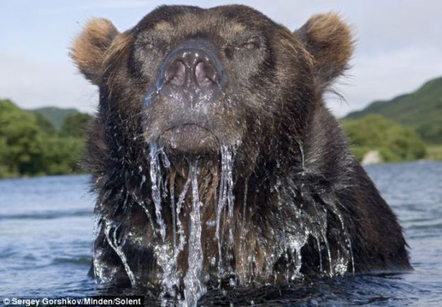 Как сфотографировать медведя