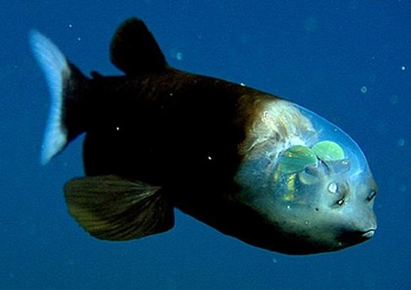 Картинки прозрачной головы рыбы