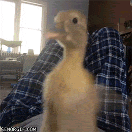 �������� �����