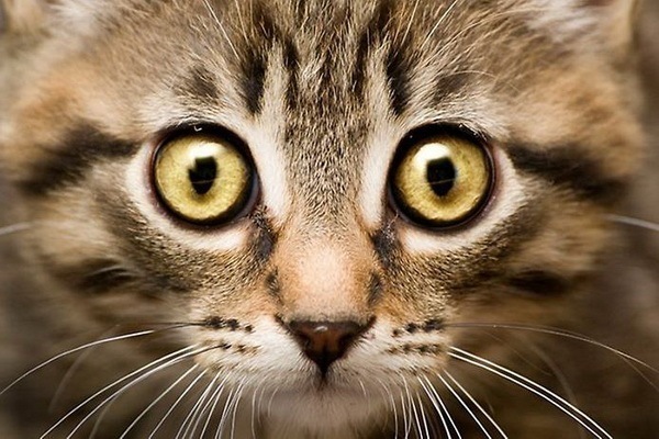 Потрясающе красивые кошачьи глаза