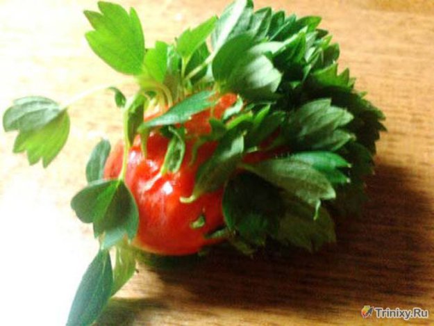 �������� � ������������ ��������