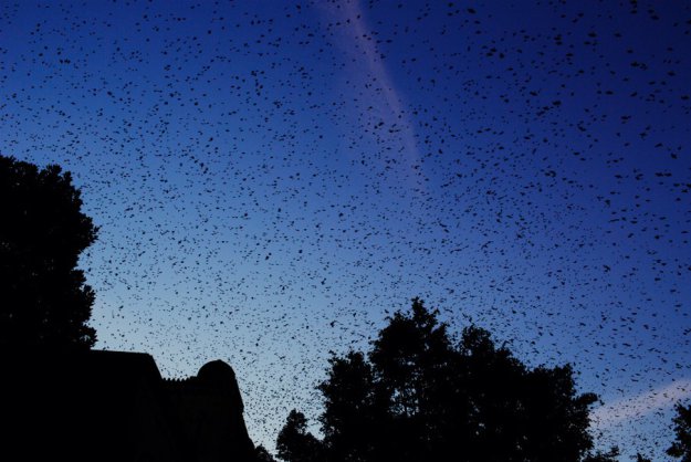 ������ ���������� ������������ ��