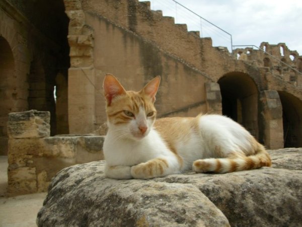 Коты Туниса