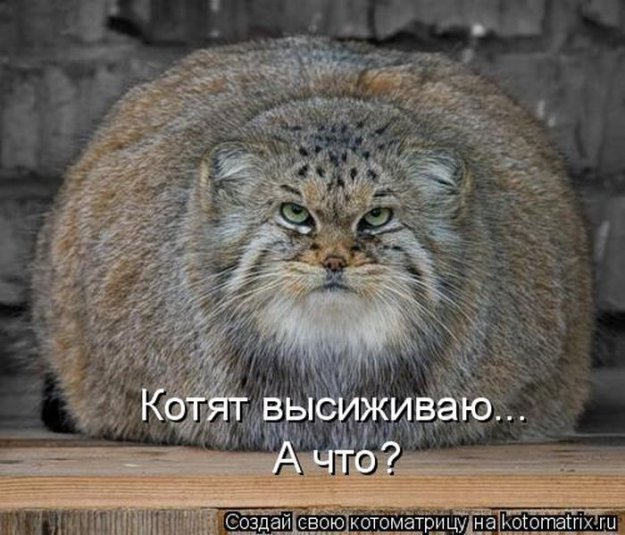 Лучшие котоматрицы недели