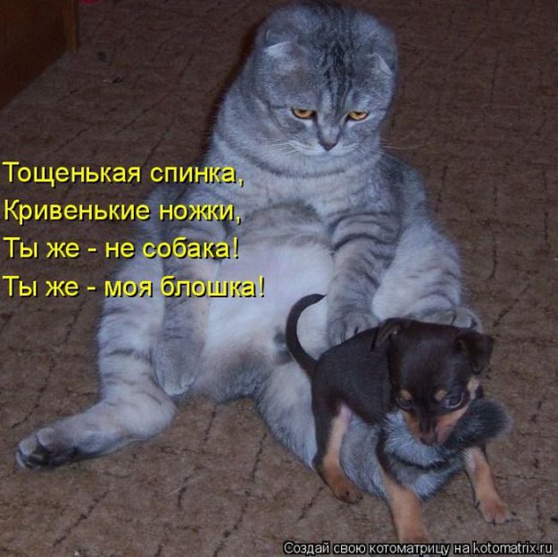 Лучшие котоматрицы недели