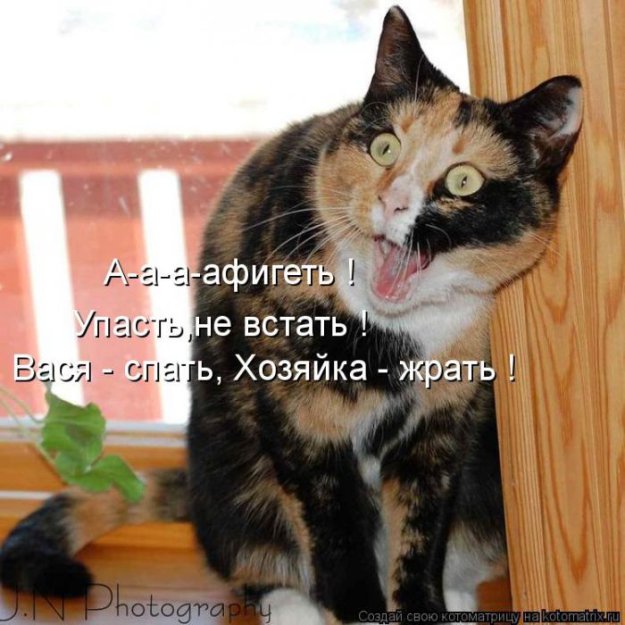 Лучшие котоматрицы недели